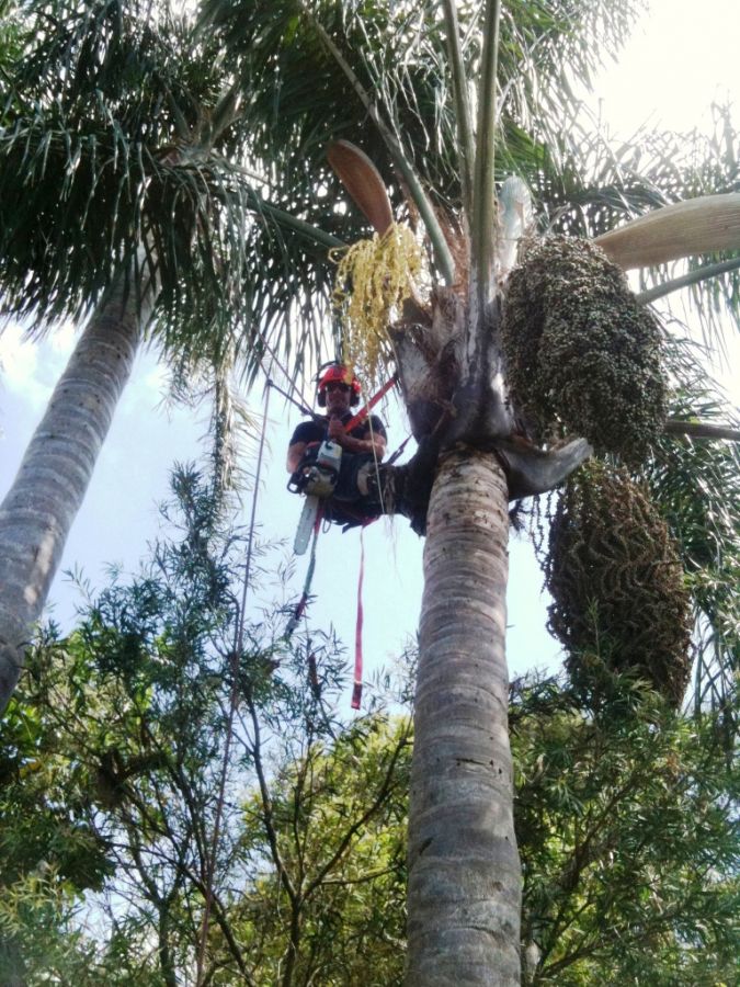 Sydney Palm removal and pruning stump grinding