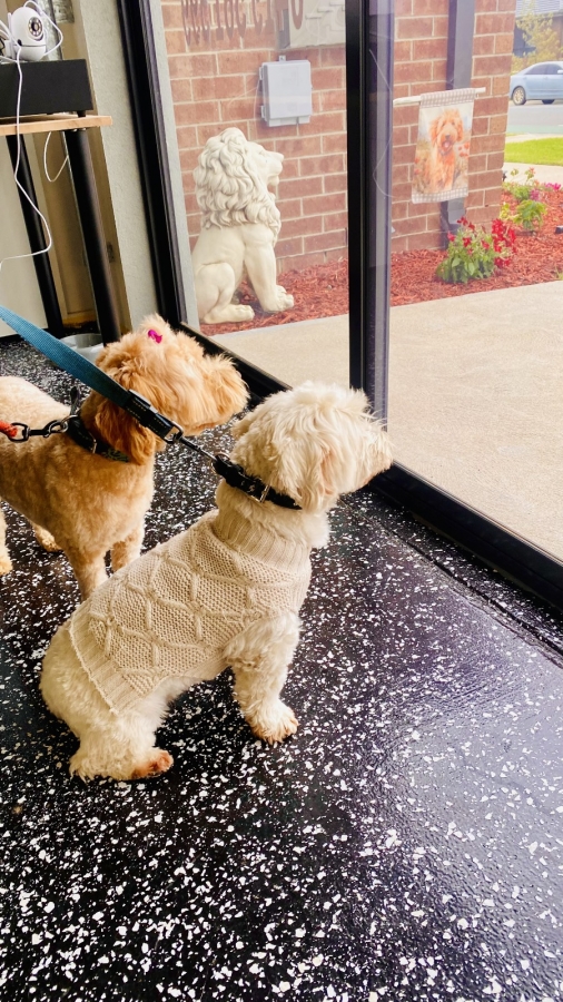 GALLERY Smudge Dog Grooming Dog grooming, Dog groom, dog wash, pet