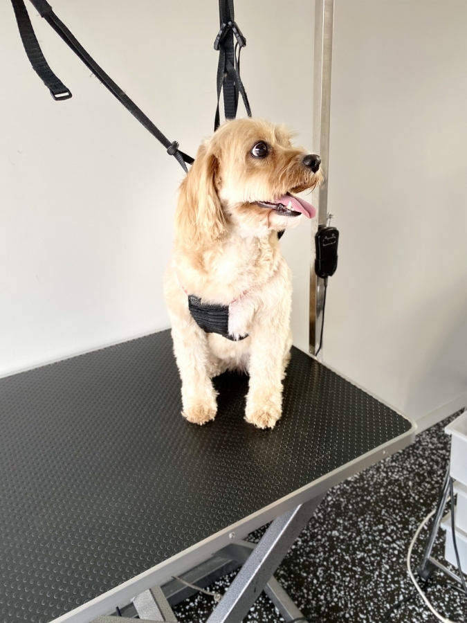 GALLERY Smudge Dog Grooming Dog grooming, Dog groom, dog wash, pet