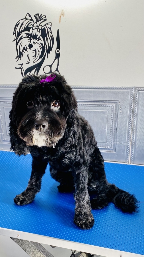 GALLERY Smudge Dog Grooming Dog grooming, Dog groom, dog wash, pet