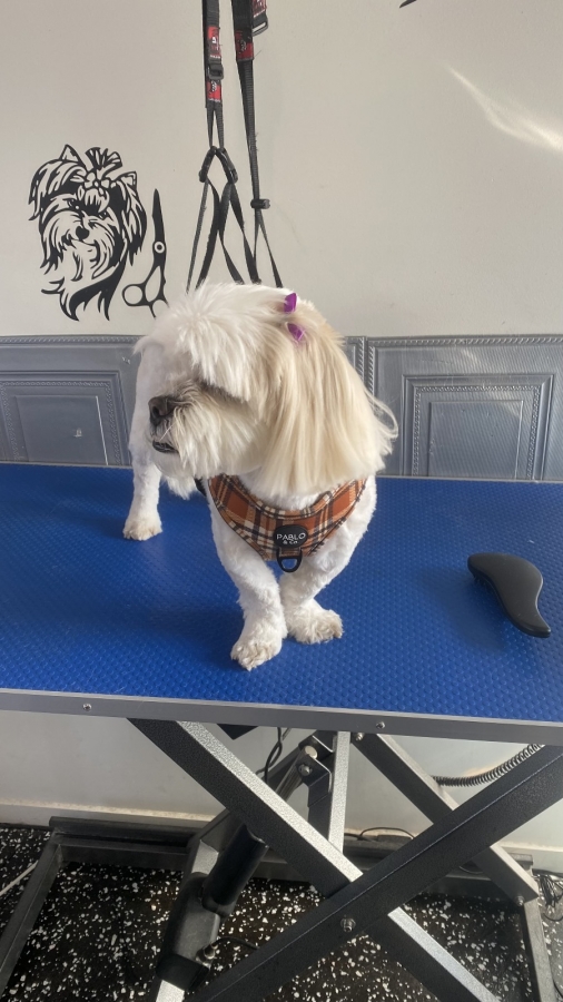 GALLERY Smudge Dog Grooming Dog grooming, Dog groom, dog wash, pet