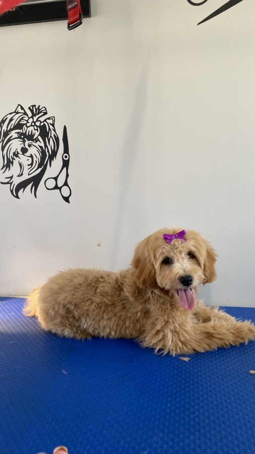 GALLERY Smudge Dog Grooming Dog grooming, Dog groom, dog wash, pet