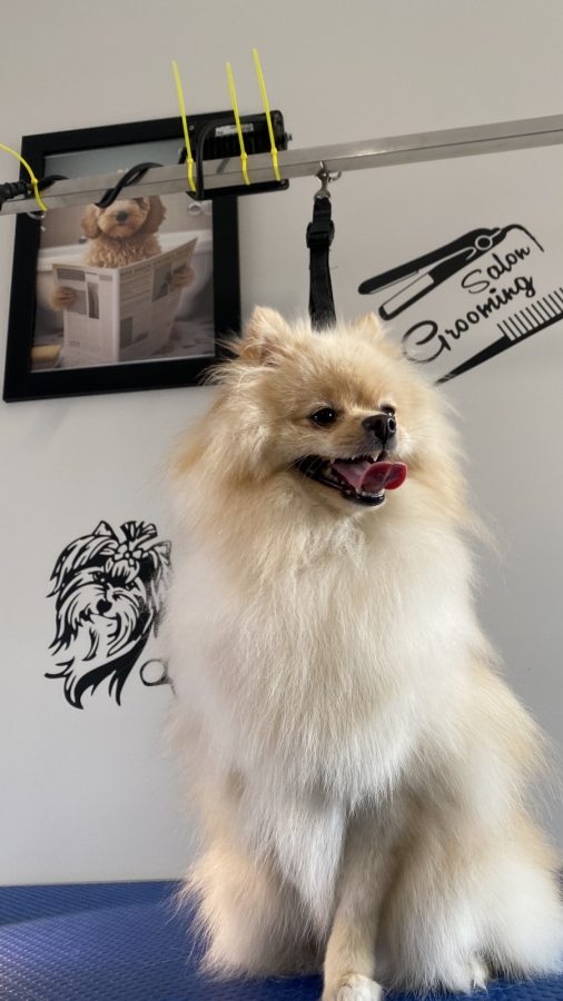 GALLERY Smudge Dog Grooming Dog grooming, Dog groom, dog wash, pet