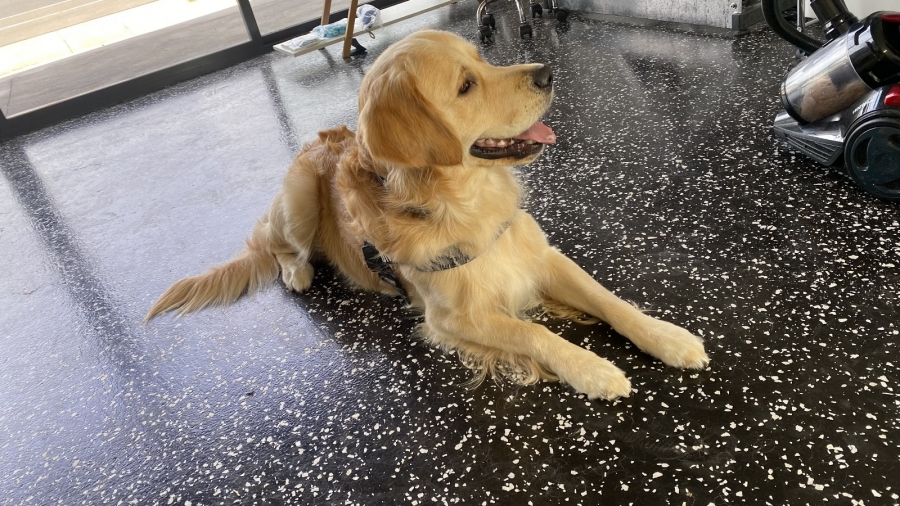 GALLERY Smudge Dog Grooming Dog grooming, Dog groom, dog wash, pet