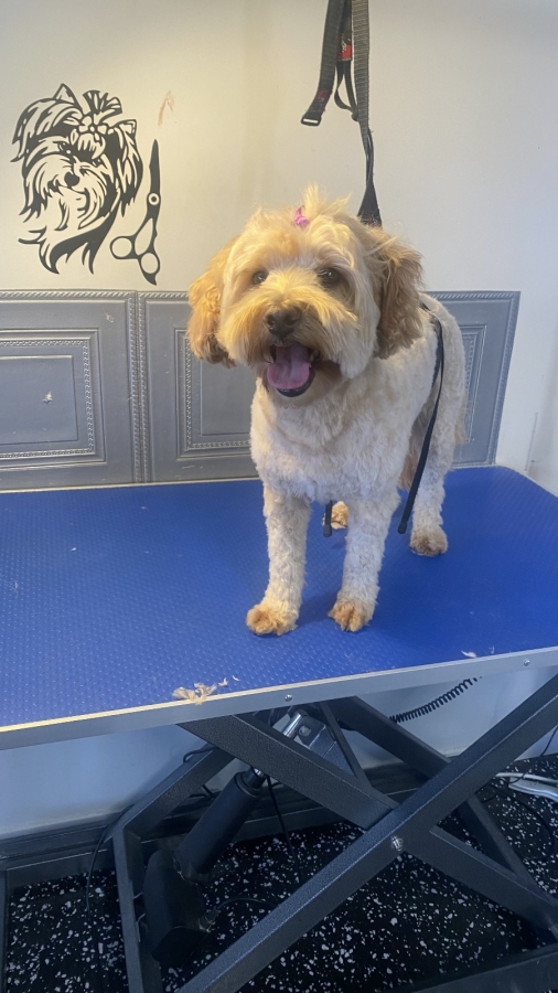 GALLERY Smudge Dog Grooming Dog grooming, Dog groom, dog wash, pet