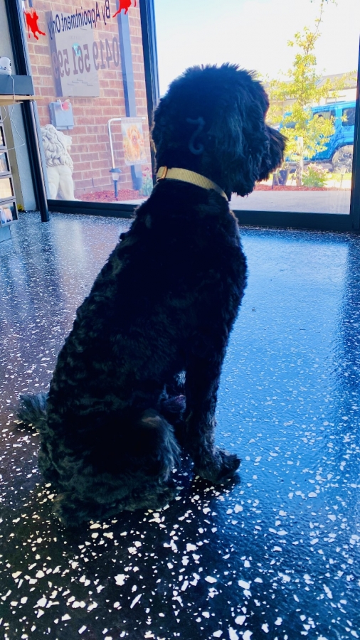 GALLERY Smudge Dog Grooming Dog grooming, Dog groom, dog wash, pet