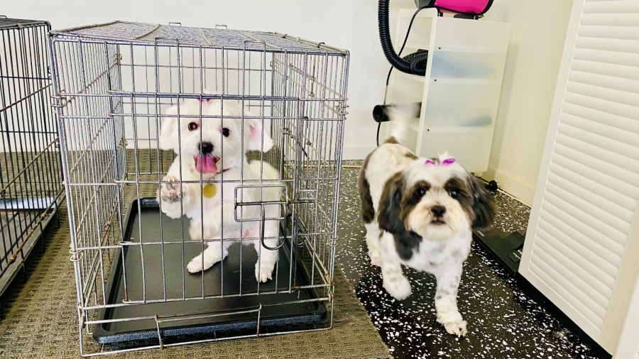 GALLERY Smudge Dog Grooming Dog grooming, Dog groom, dog wash, pet