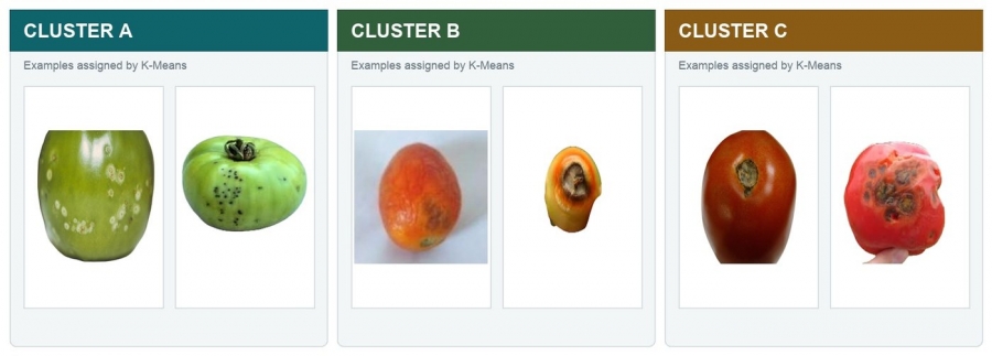 Tomato images assigned to three model clusters
